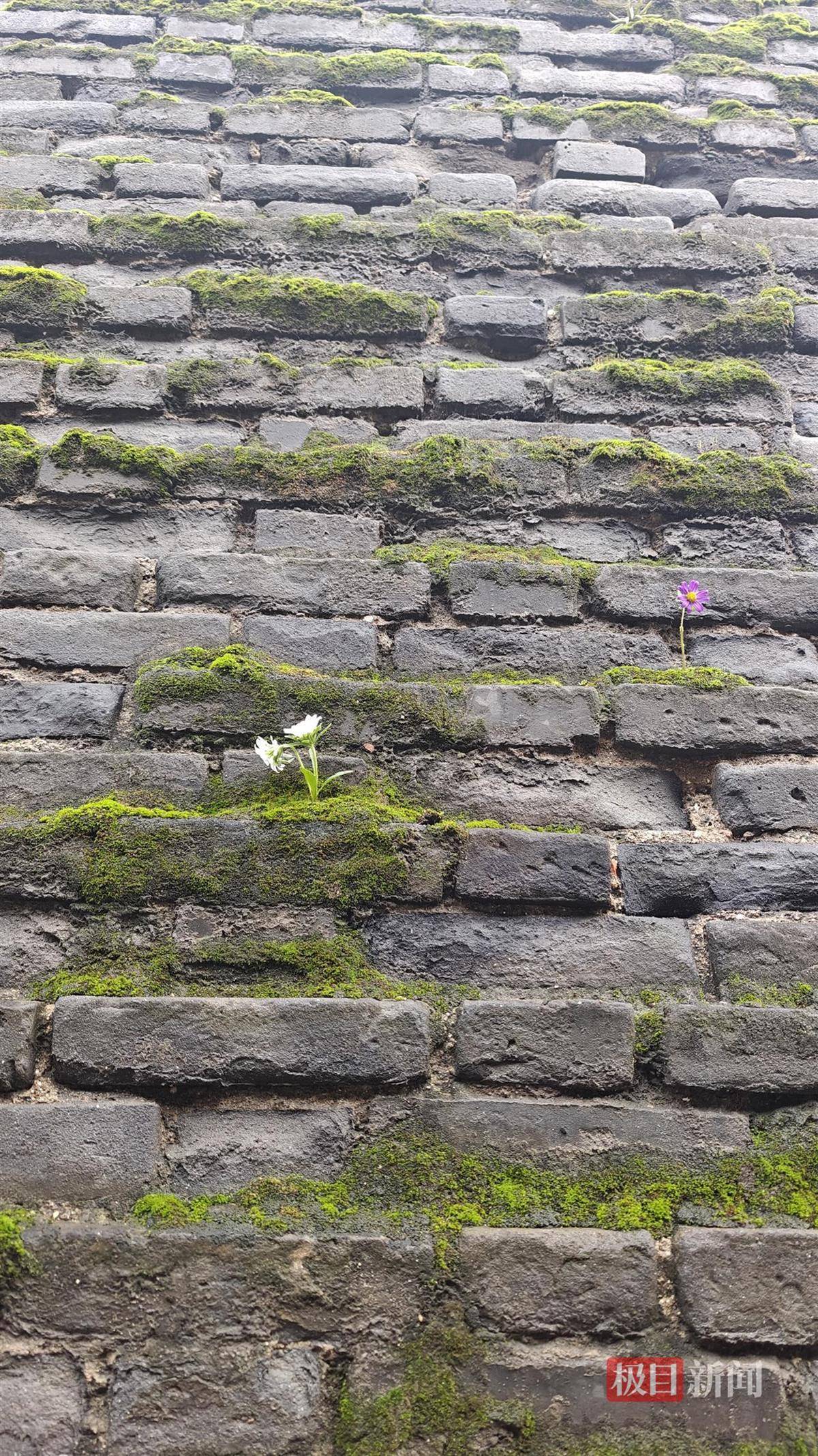 西安连续一个多月降雨遍地长蘑菇<strong></p>
<p>币安官网入口</strong>，大雁塔受潮，城墙布满青苔，气象局解释成因