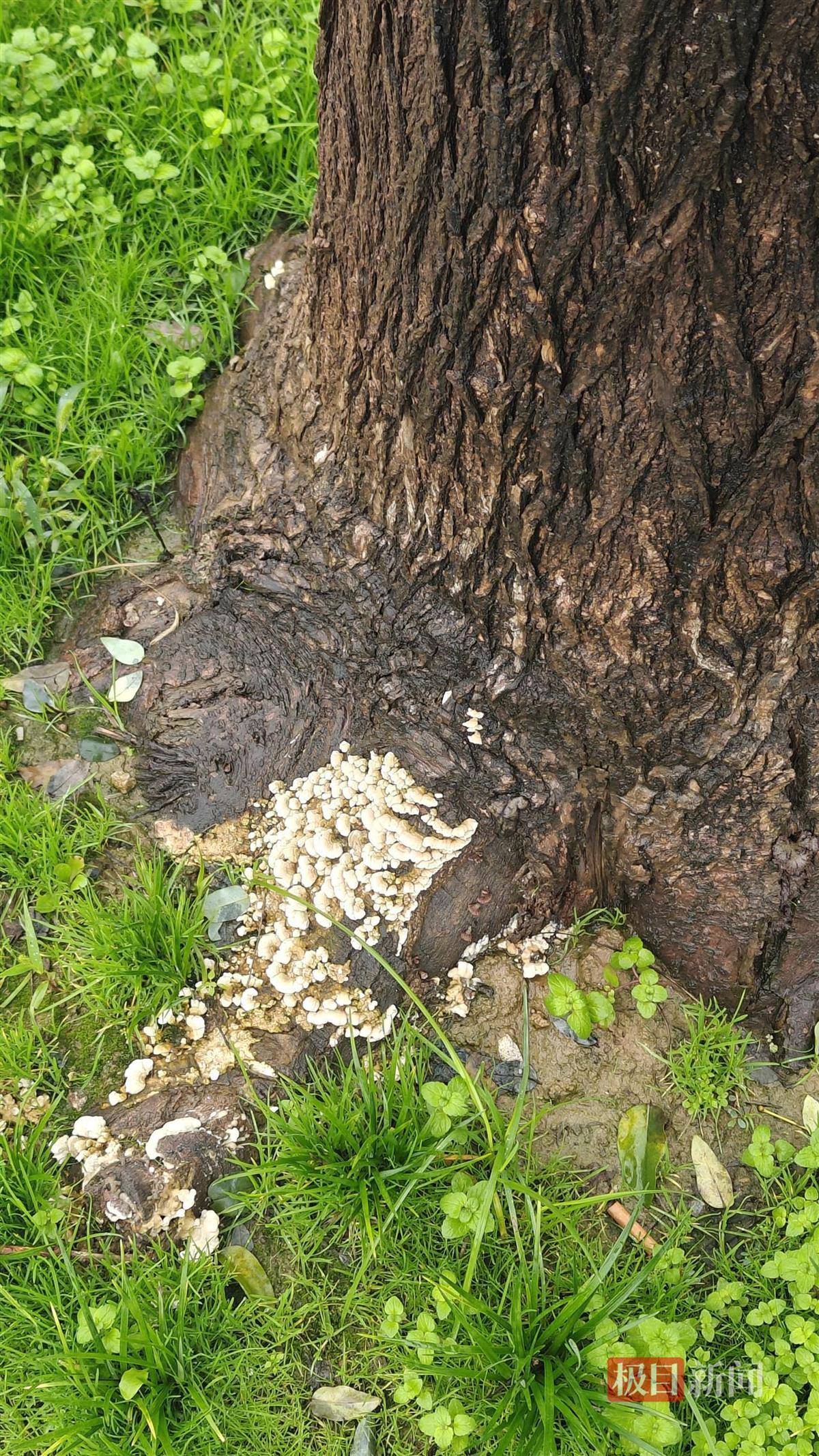 西安连续一个多月降雨遍地长蘑菇<strong></p>
<p>币安官网入口</strong>，大雁塔受潮，城墙布满青苔，气象局解释成因