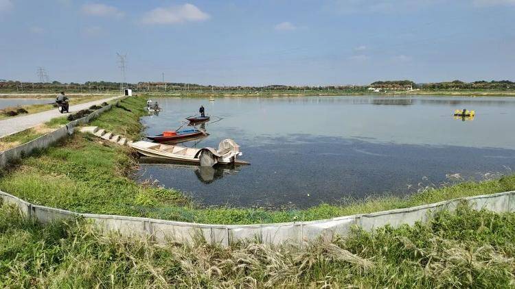 武汉江夏一地大闸蟹大量上市<strong></p>
<p>币安网站</strong>，日产1000斤当天售完，每只螃蟹有自己的“身份证”，吃深海小黄鱼长大