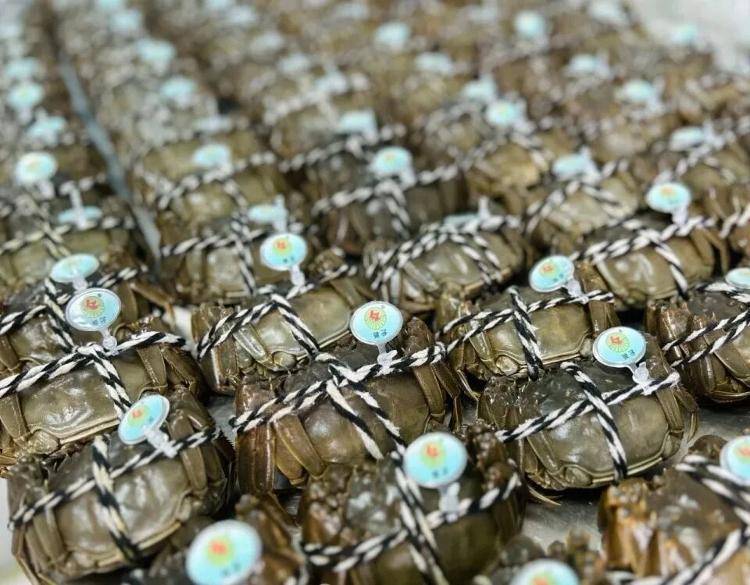 武汉江夏一地大闸蟹大量上市<strong></p>
<p>币安网站</strong>，日产1000斤当天售完，每只螃蟹有自己的“身份证”，吃深海小黄鱼长大