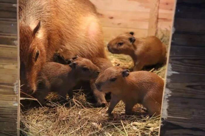 出生1小时就能独立行走<strong></p>
<p>币安binance</strong>，济南动物园“果果”和“豚豚”的4只新生幼崽，周末和市民见面