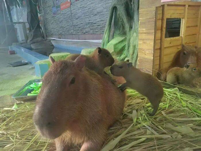 出生1小时就能独立行走<strong></p>
<p>币安binance</strong>，济南动物园“果果”和“豚豚”的4只新生幼崽，周末和市民见面