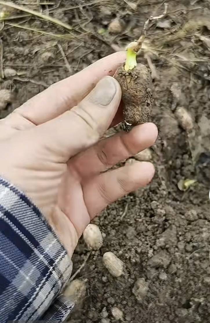 夏旱之后又秋涝<strong></p>
<p>币安下载链接</strong>，一位河南农户的花生抢收战