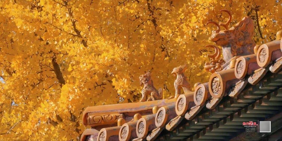 银杏金黄<strong></p>
<p>币安下载链接</strong>!铺满焦作的秋天!