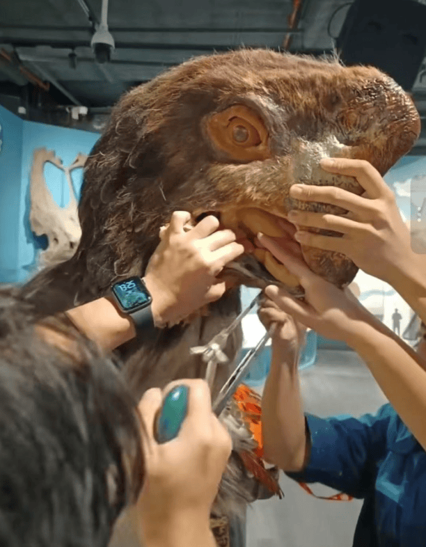 被卡住了<strong></p>
<p>币安合约</strong>!广州一游客把手伸进恐龙模型嘴中