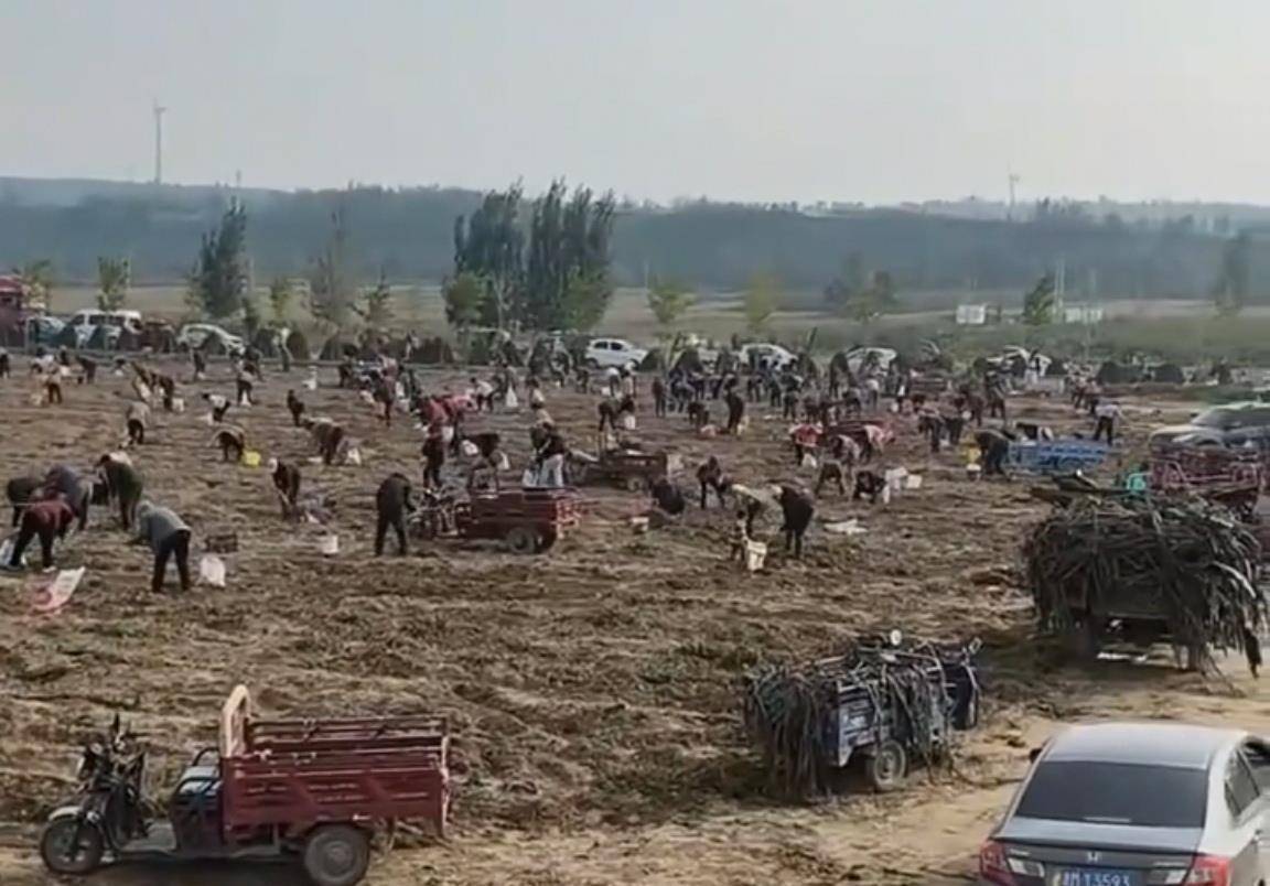 数百人冲进地里捡红薯<strong></p>
<p>欧易okex</strong>，田主称是秋收剩下的，网友：免费翻地，利人利己