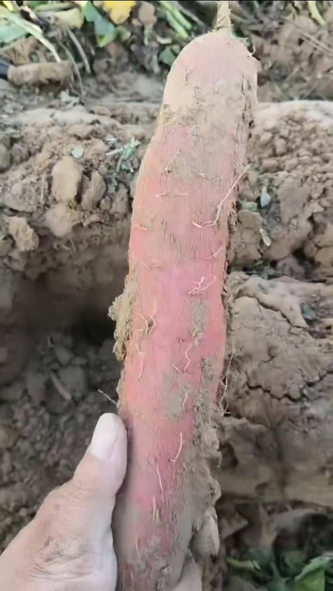 数百人冲进地里捡红薯<strong></p>
<p>欧易okex</strong>，田主称是秋收剩下的，网友：免费翻地，利人利己