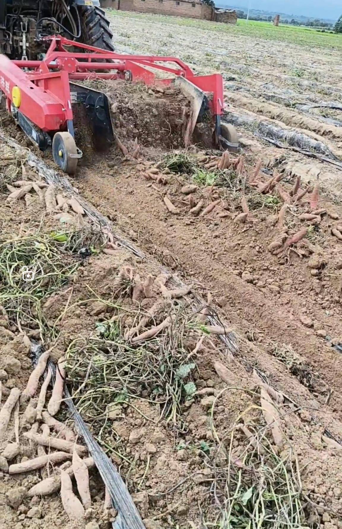 数百人冲进地里捡红薯<strong></p>
<p>欧易okex</strong>，田主称是秋收剩下的，网友：免费翻地，利人利己