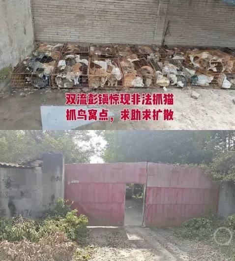 “成都一空置房非法囤猫”?官方通报:共发现被困小猫102只<strong></p>
<p>欧易okex</strong>,未发现虐猫行为