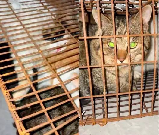 “成都一空置房非法囤猫”?官方通报:共发现被困小猫102只<strong></p>
<p>欧易okex</strong>,未发现虐猫行为