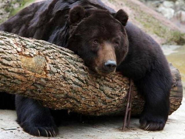 出重拳治“熊害”，日本将允许防暴警察射杀熊