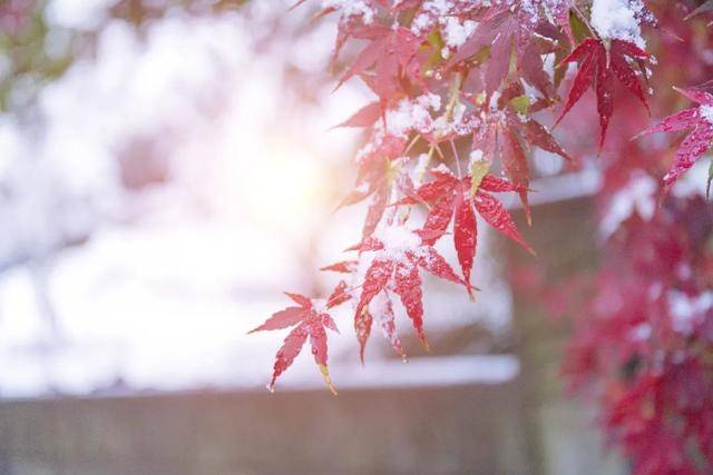 百年难遇“早立冬”来了<strong></p>
<p>SHIB价格</strong>！有啥讲究？早看早准备！