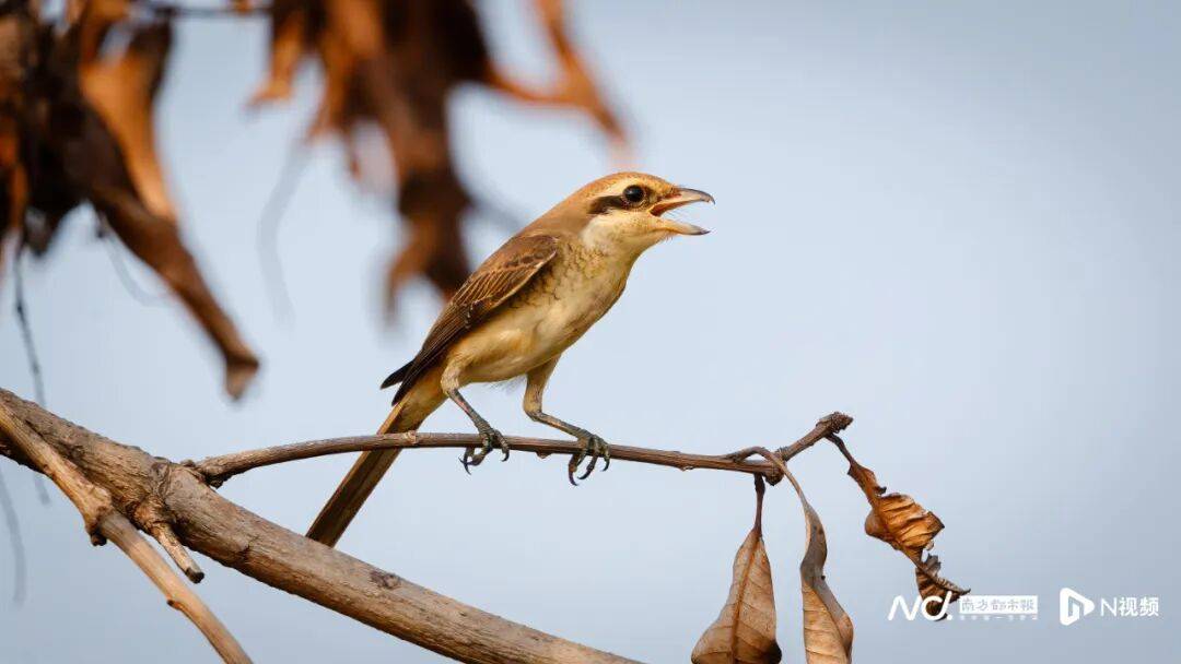 东莞最新发布：将严厉打击这些行为<strong></p>
<p>SHIB价格</strong>！
