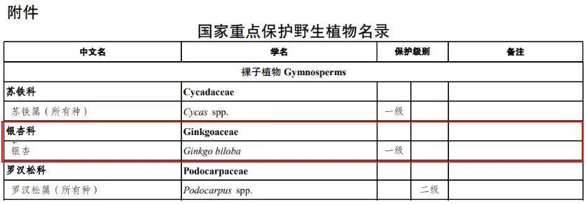 满大街都是银杏树<strong></p>
<p>比特网</strong>，为什么还是濒危物种？