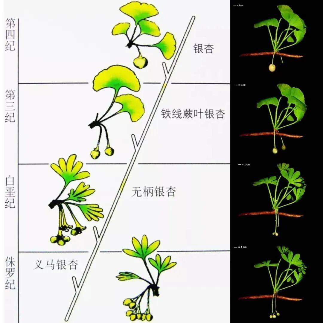 满大街都是银杏树<strong></p>
<p>比特网</strong>，为什么还是濒危物种？