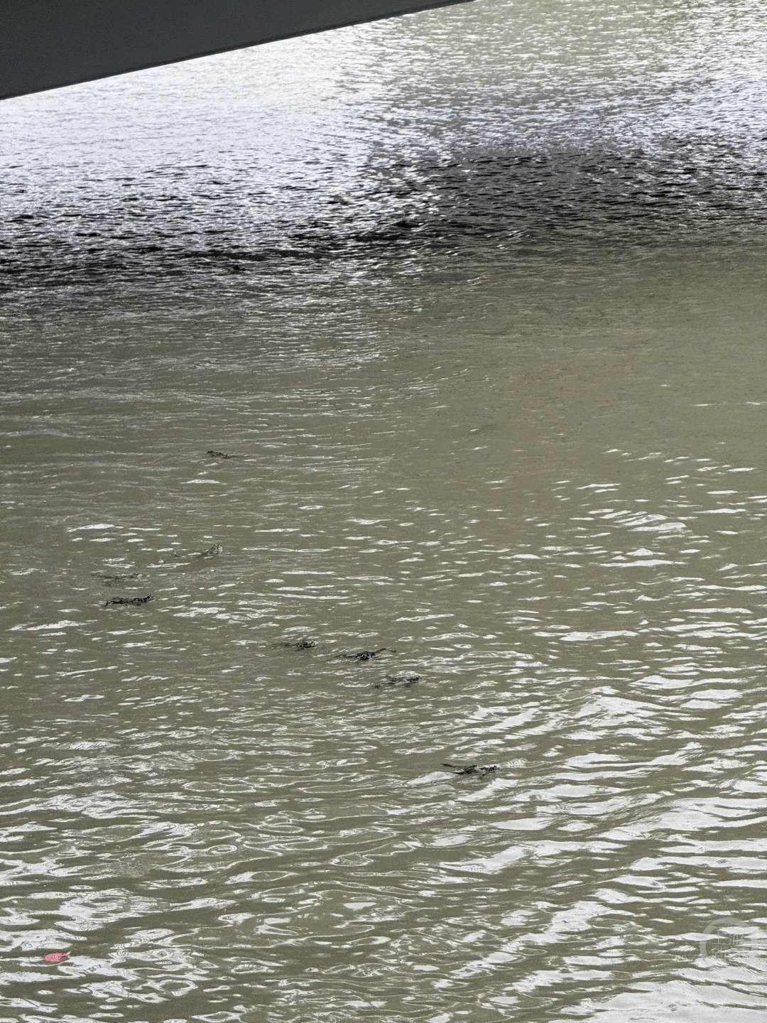 上海苏州河有人放生牛蛙？当地回应：严禁放生外来物种<strong></p>
<p>比特网</strong>，市民可提供相关线索