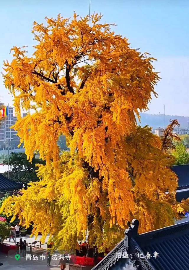 错过等一年！青岛1600岁“银杏王”满树金黄<strong></p>
<p>LUNA币最新消息</strong>，打卡的人“鼓”了