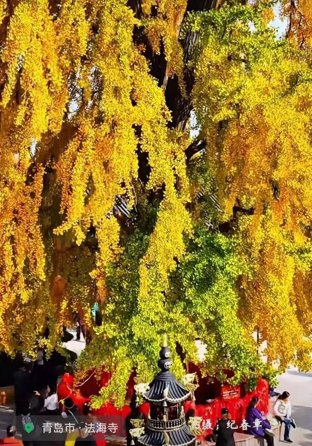 错过等一年！青岛1600岁“银杏王”满树金黄<strong></p>
<p>LUNA币最新消息</strong>，打卡的人“鼓”了