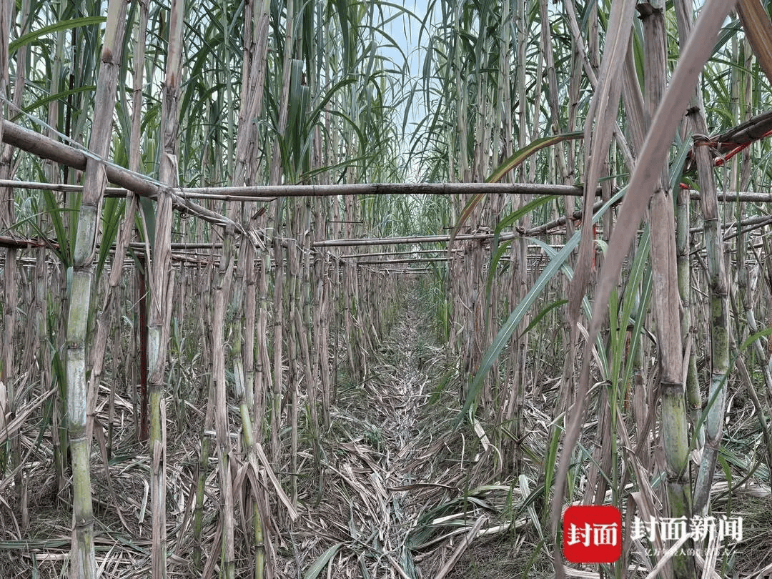 四川眉山“偷甘蔗农场”爆火!增设2.99元入场费后<strong></p>
<p>欧易OKEX官网</strong>,地里仍来了上千游客,“偷甘蔗”被逮到的人要表演才艺,老板:日销售有时近万元