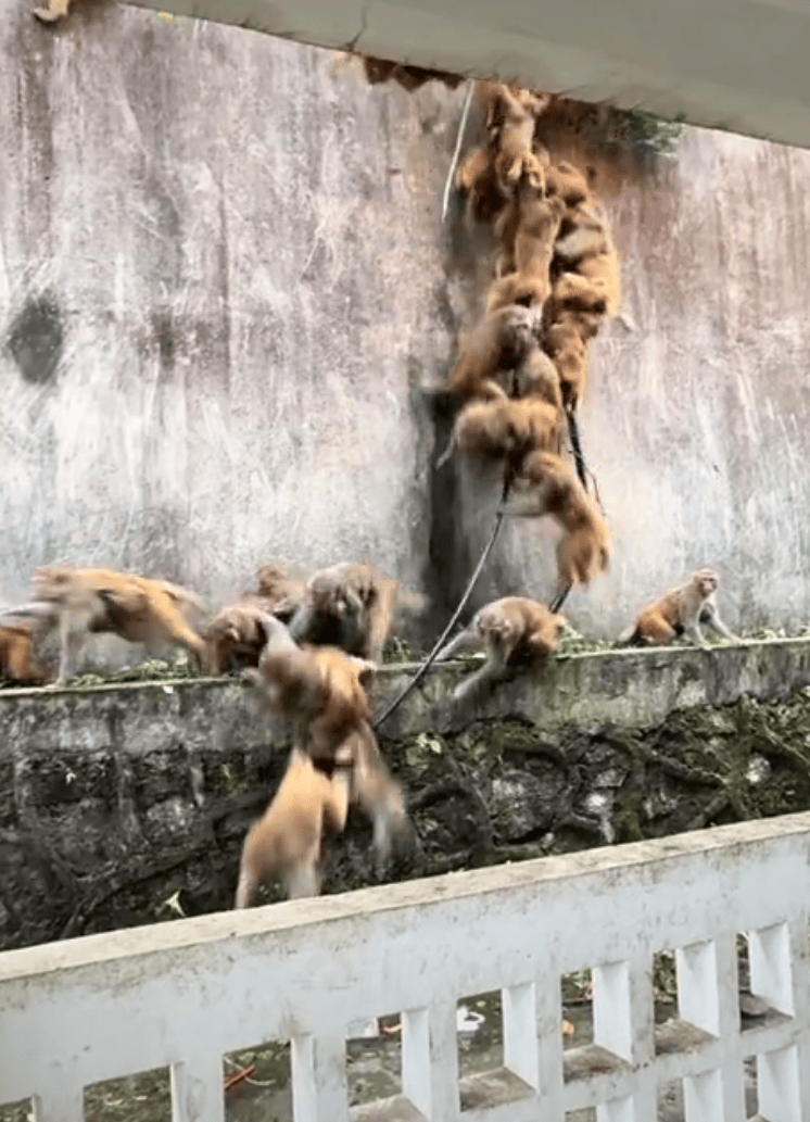 贵阳黔灵山下起“猴子雨”？当地称属猴群正常活动<strong></p>
<p>欧易OKEX官网下载</strong>，曾发猕猴分流公告：数量远超承载力