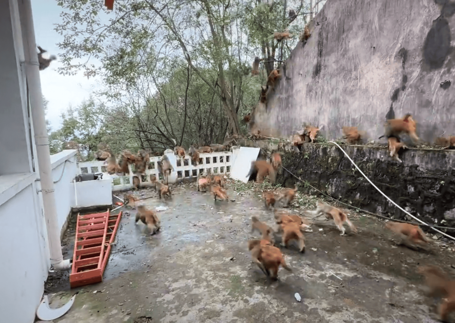 贵阳黔灵山下起“猴子雨”？当地称属猴群正常活动<strong></p>
<p>欧易OKEX官网下载</strong>，曾发猕猴分流公告：数量远超承载力
