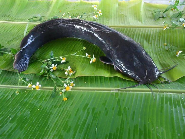 都江堰一水库被放生万斤外来物种埃及塘鲺？官方澄清：已进行阻止和打捞<strong></p>
<p>聚币网</strong>，经鉴定是本地八须鲶