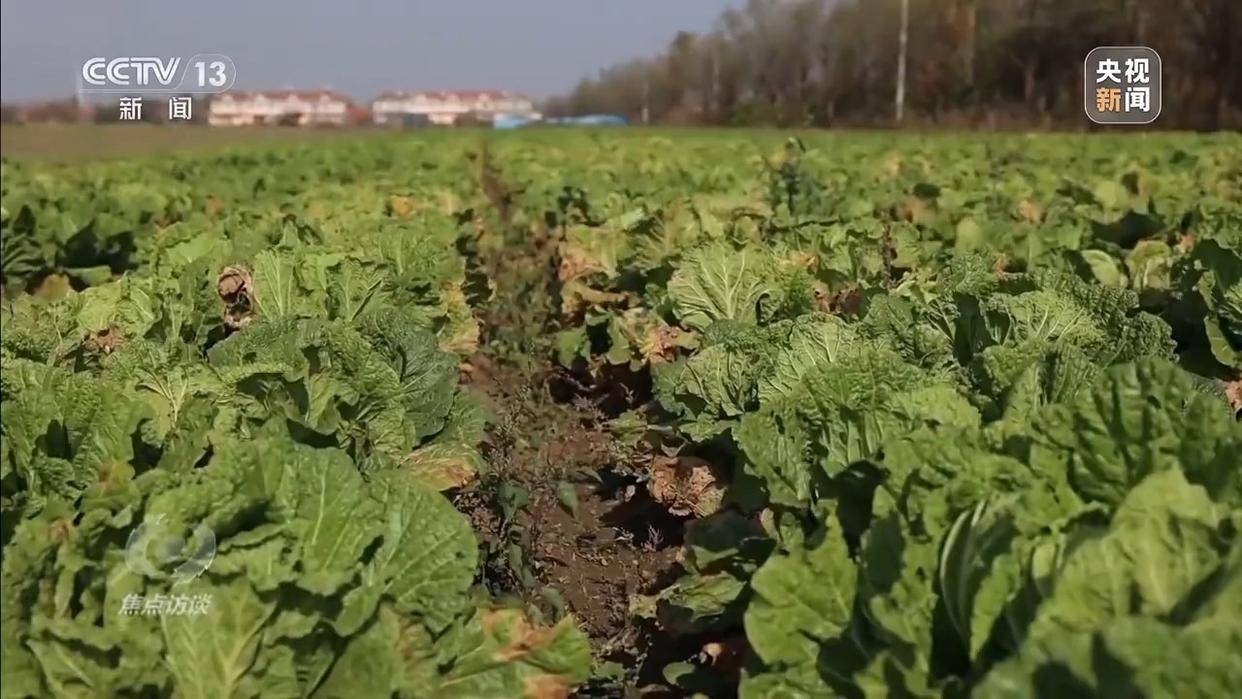 单棵售价超百元<strong></p>
<p>BLUR币</strong>，起底“套牌白菜”背后的销售套路